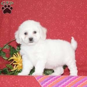 Mango, Bichon Frise Puppy